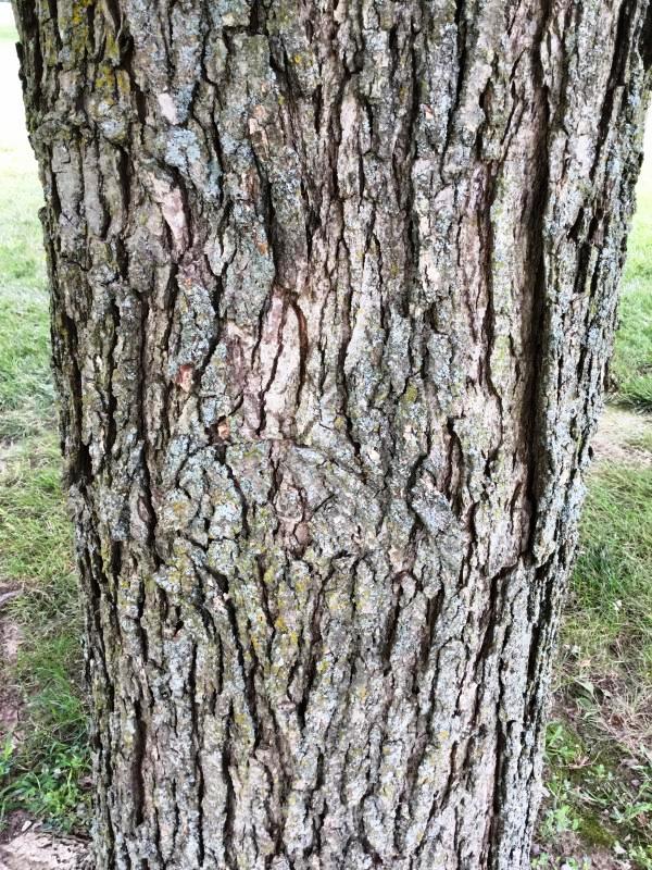 Tree 960 bark
