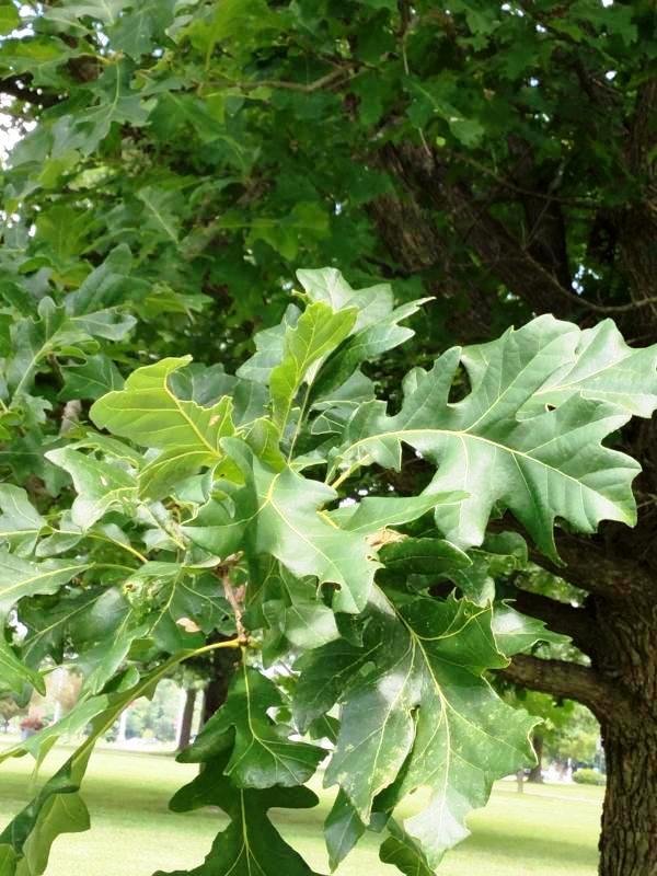Tree 960 leaf
