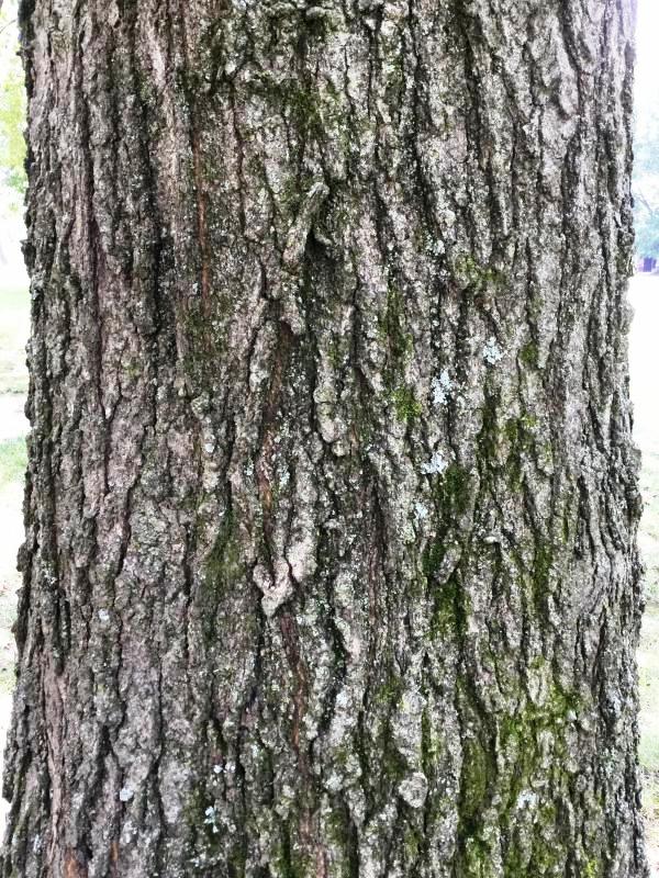 Tree 996 bark